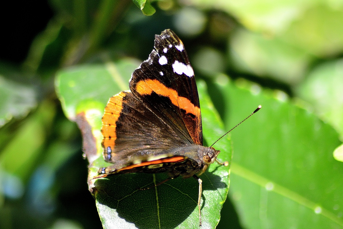Vanessa Atalanta