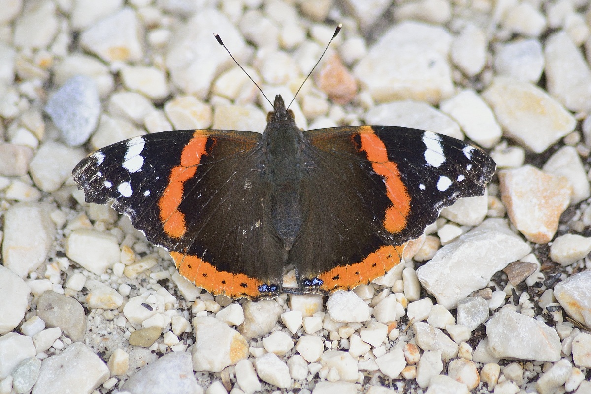 Vanessa Atalanta