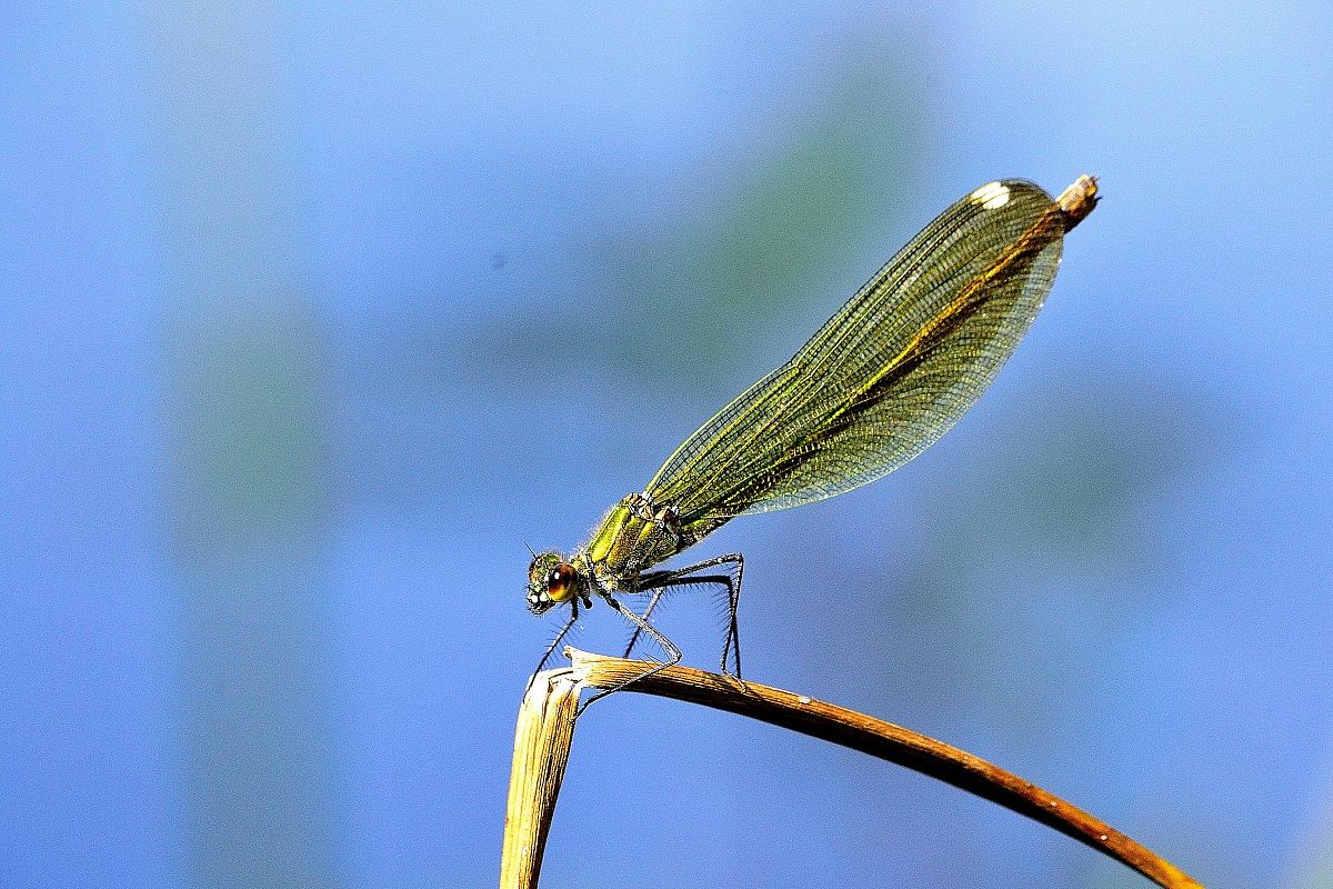 Libellula