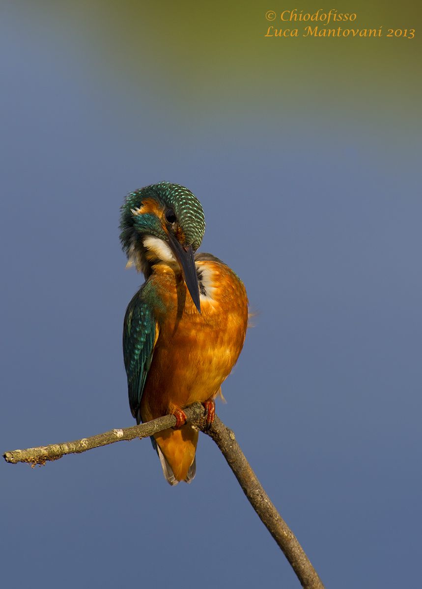 Martino in fase di pulizia