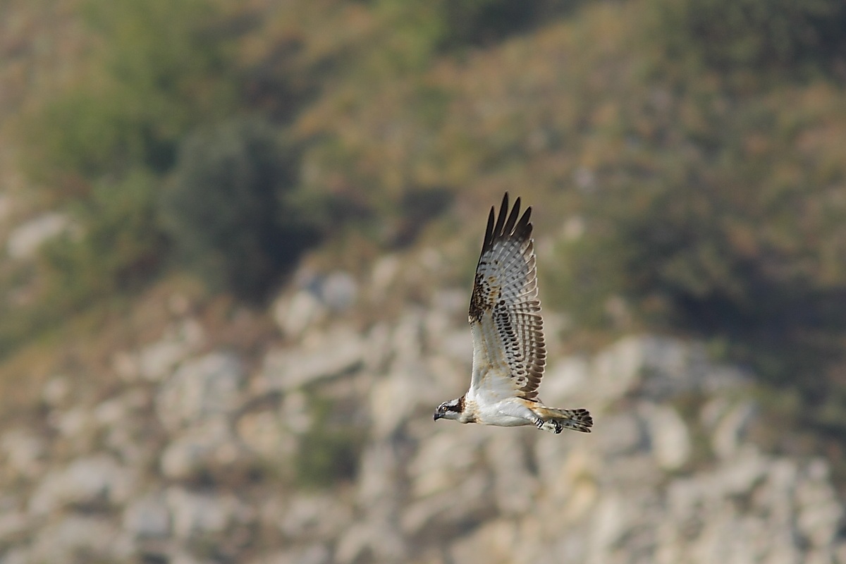 Falco pescatore bresciano