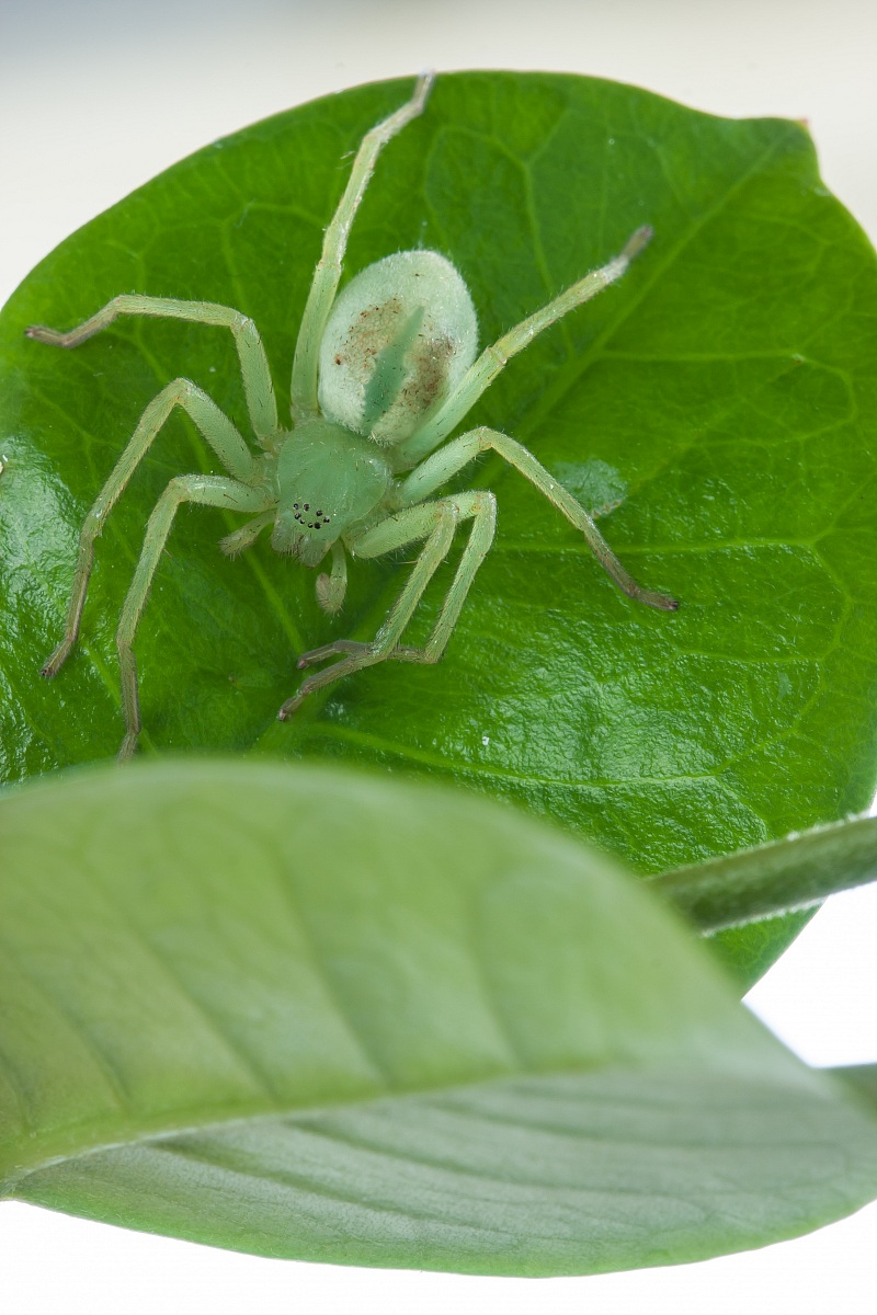 Life on a leaf - Micrommata virescens