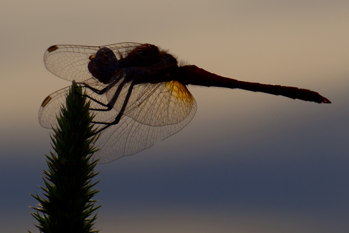 Sympetrum fonscolombii