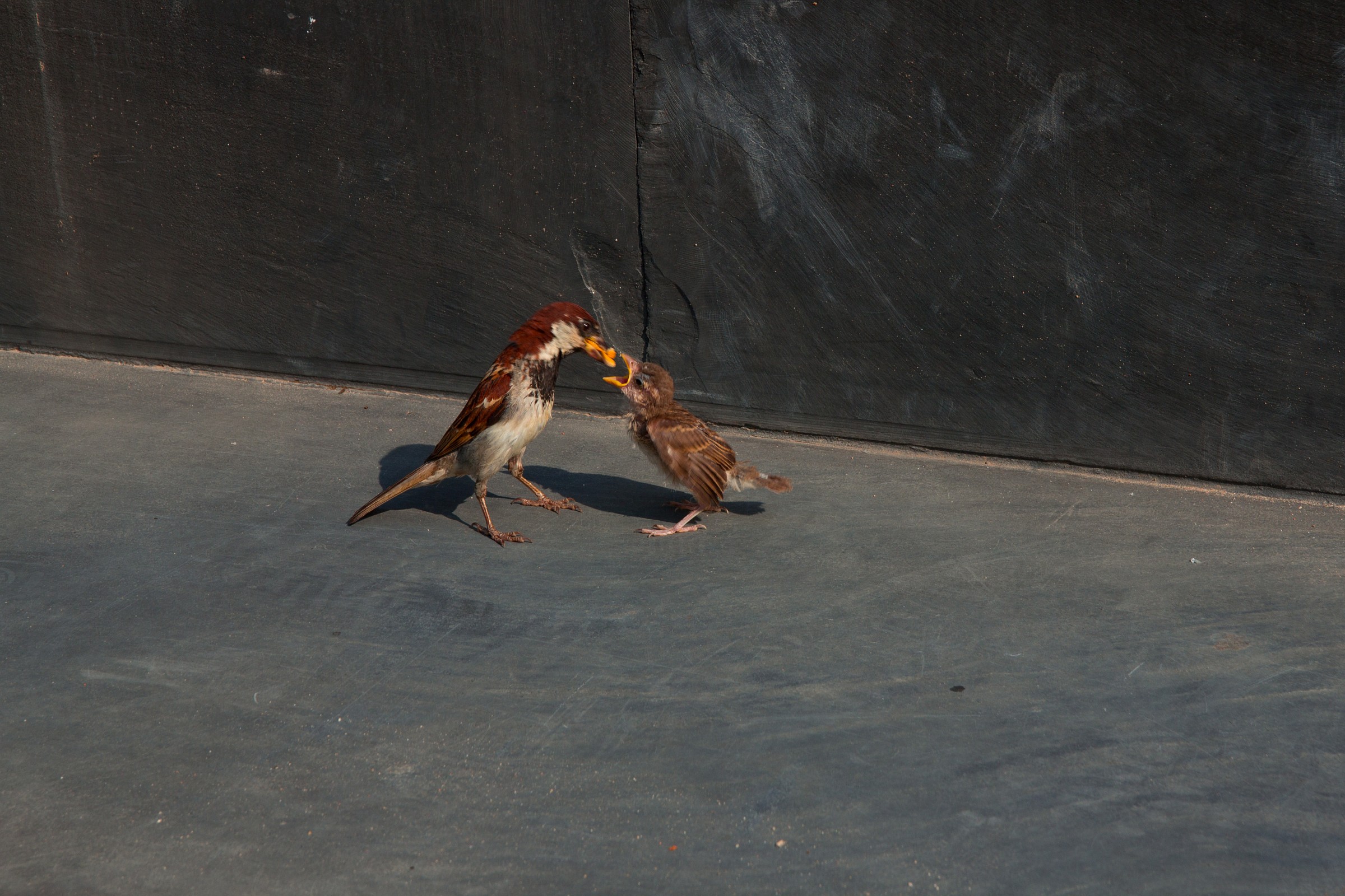 At the bar of the castle of Sissi