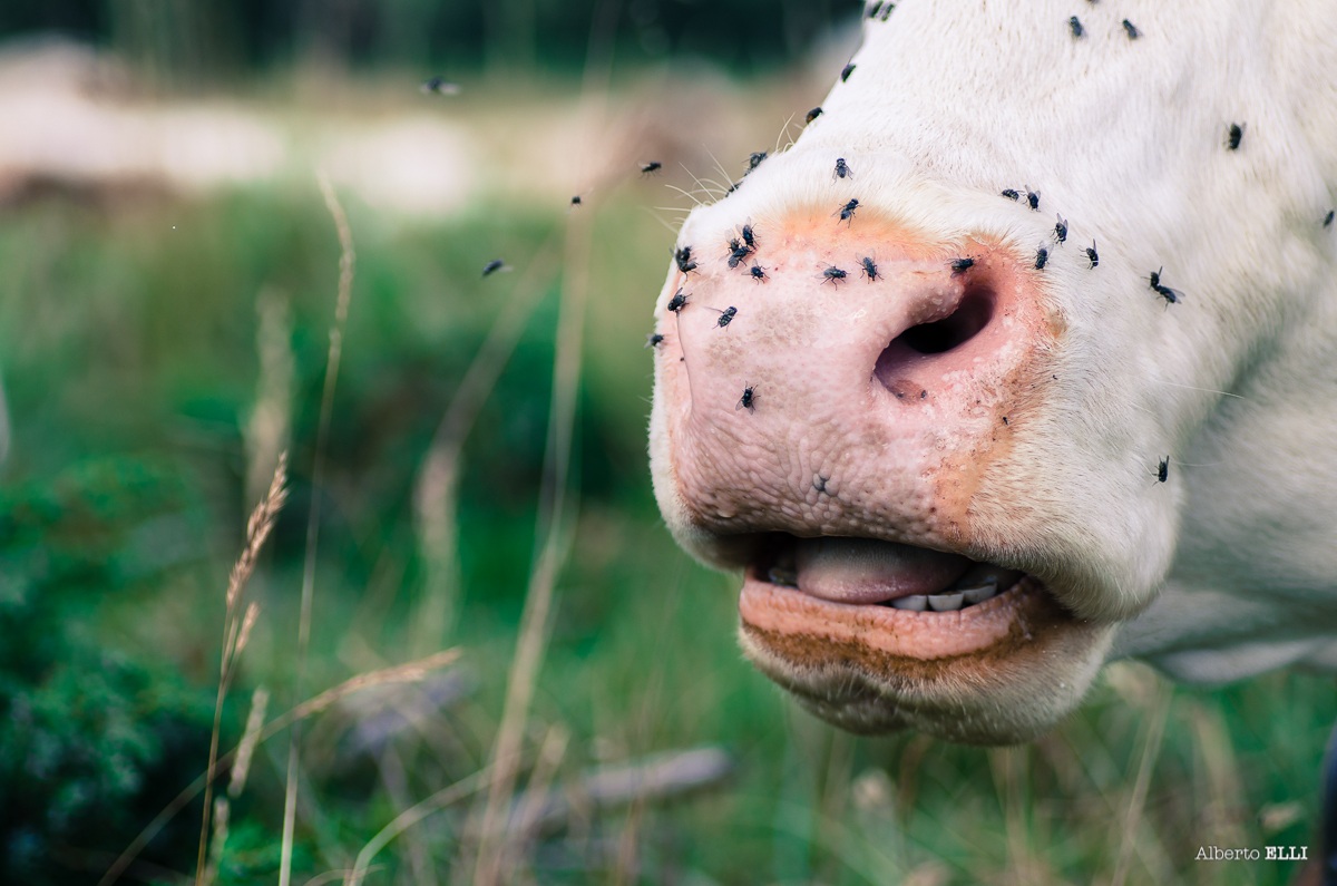 bzzzz ... Zzzzzz that annoying!