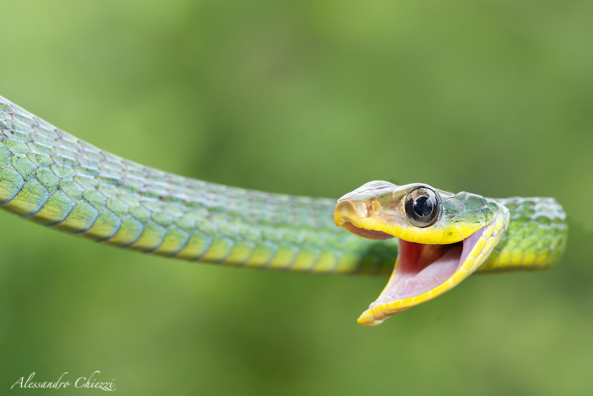 Parrot snake
