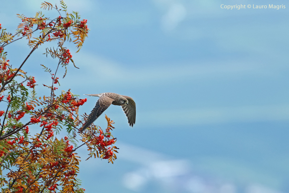 Kestrel fly