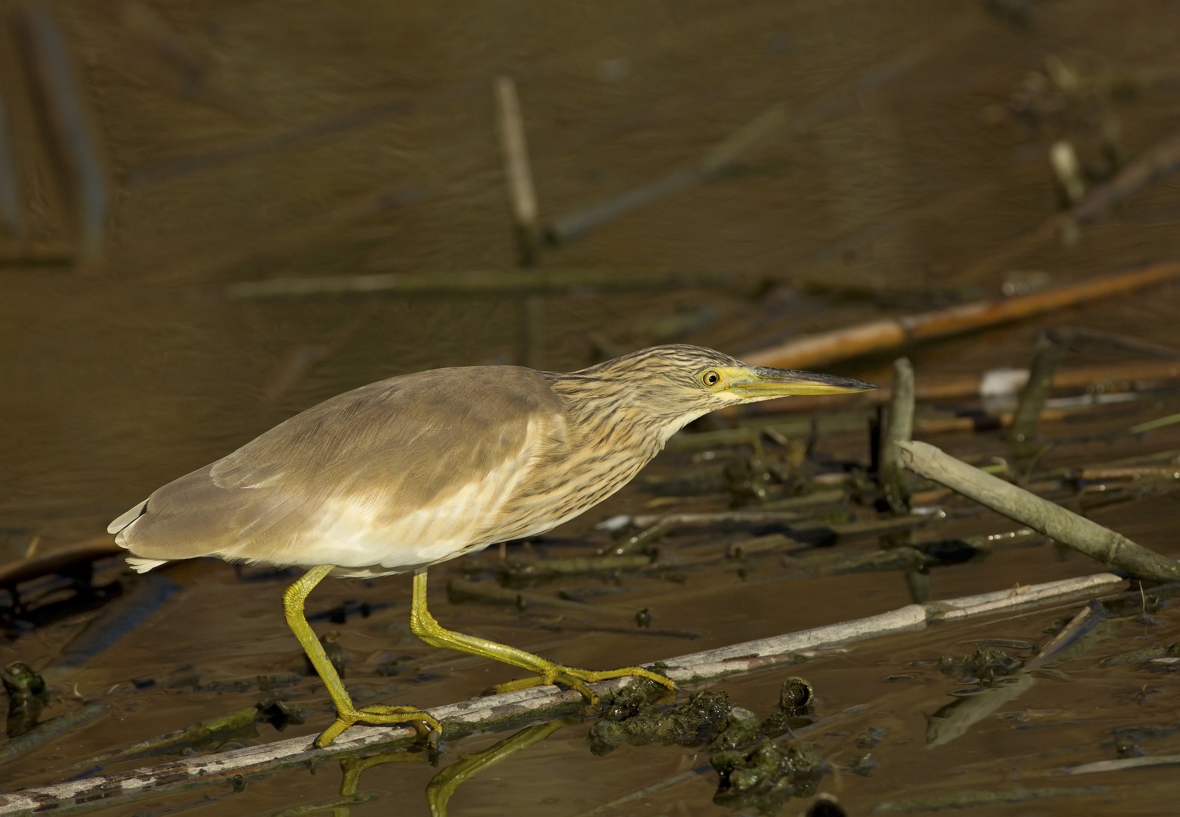 sgarza ciuffetto (ardeola ralloides)