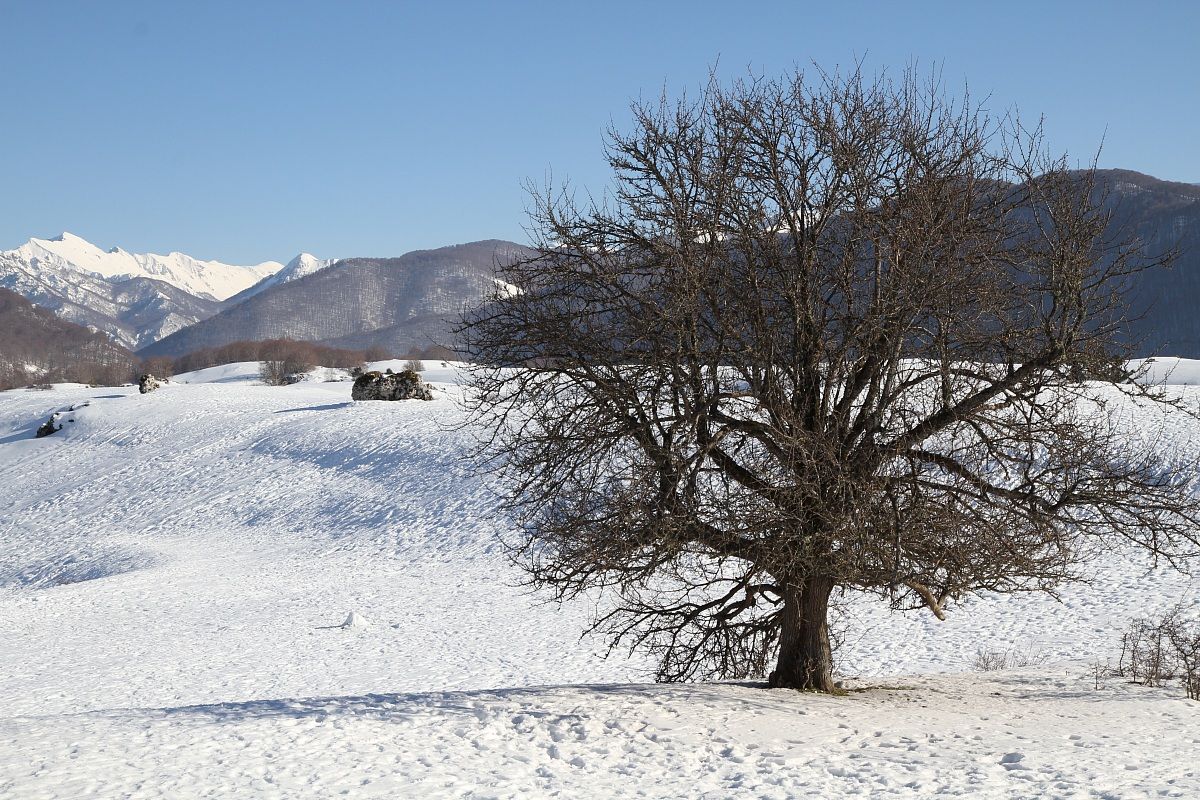 Albero Solitario