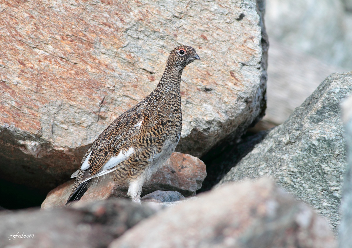 Ptarmigan (Lagopus muta)