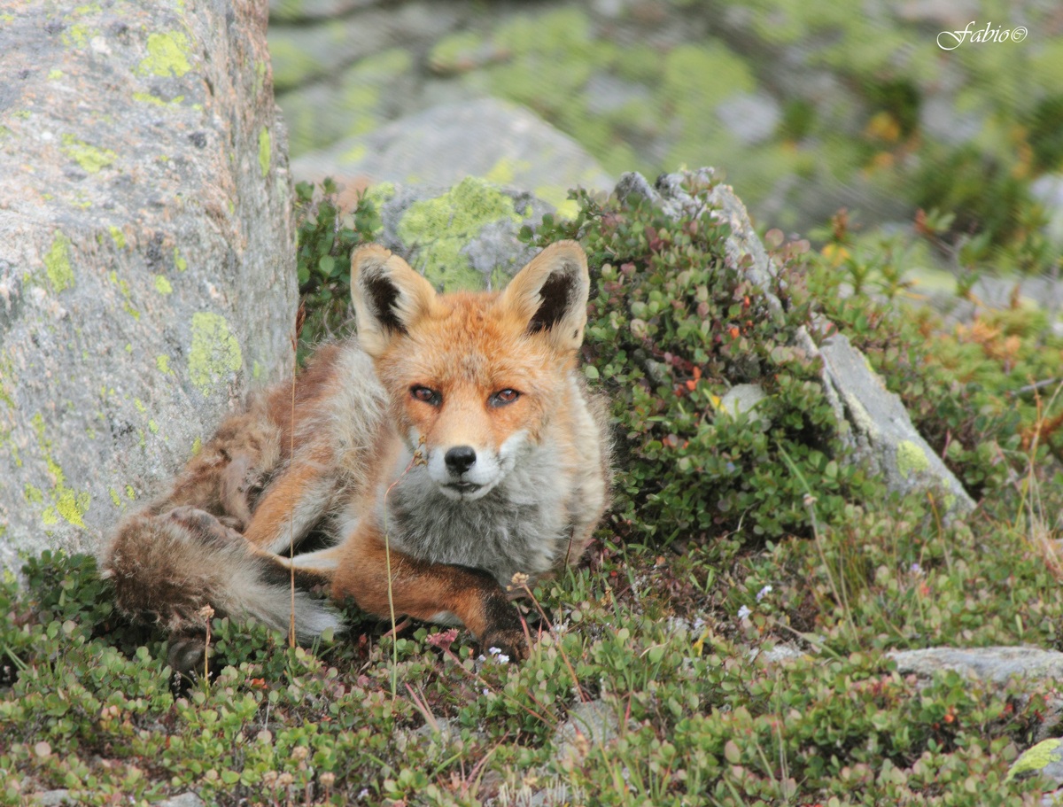 Fox (Vulpes vulpes)