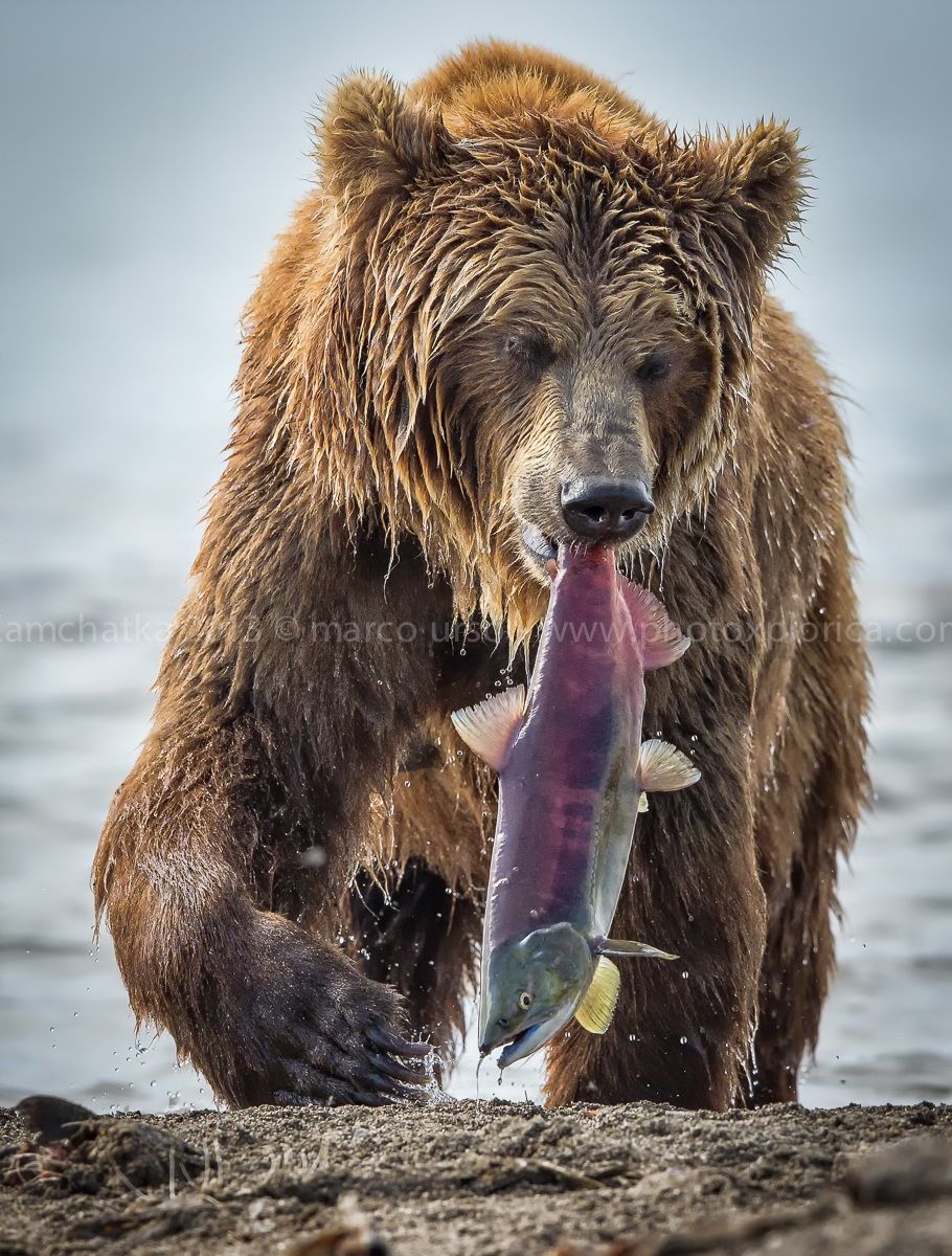 Kuril Lake - Kamchatka 2013