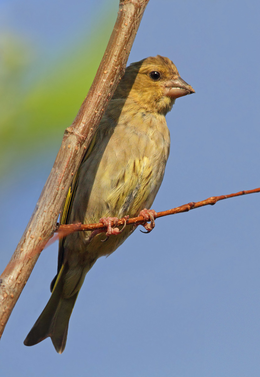 greenfinch