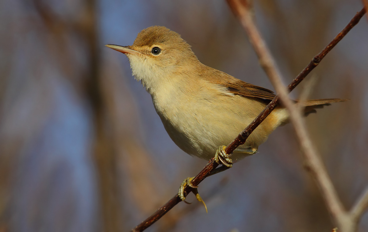 reed warbler
