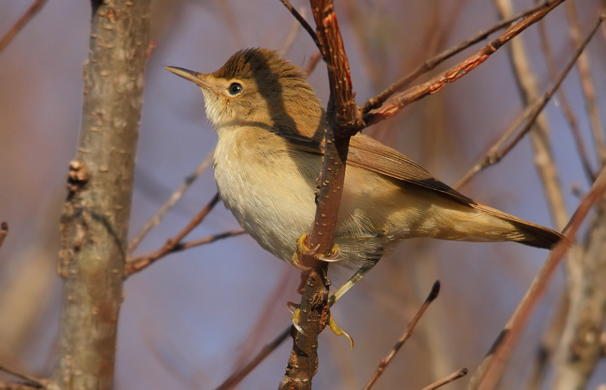 reed warbler