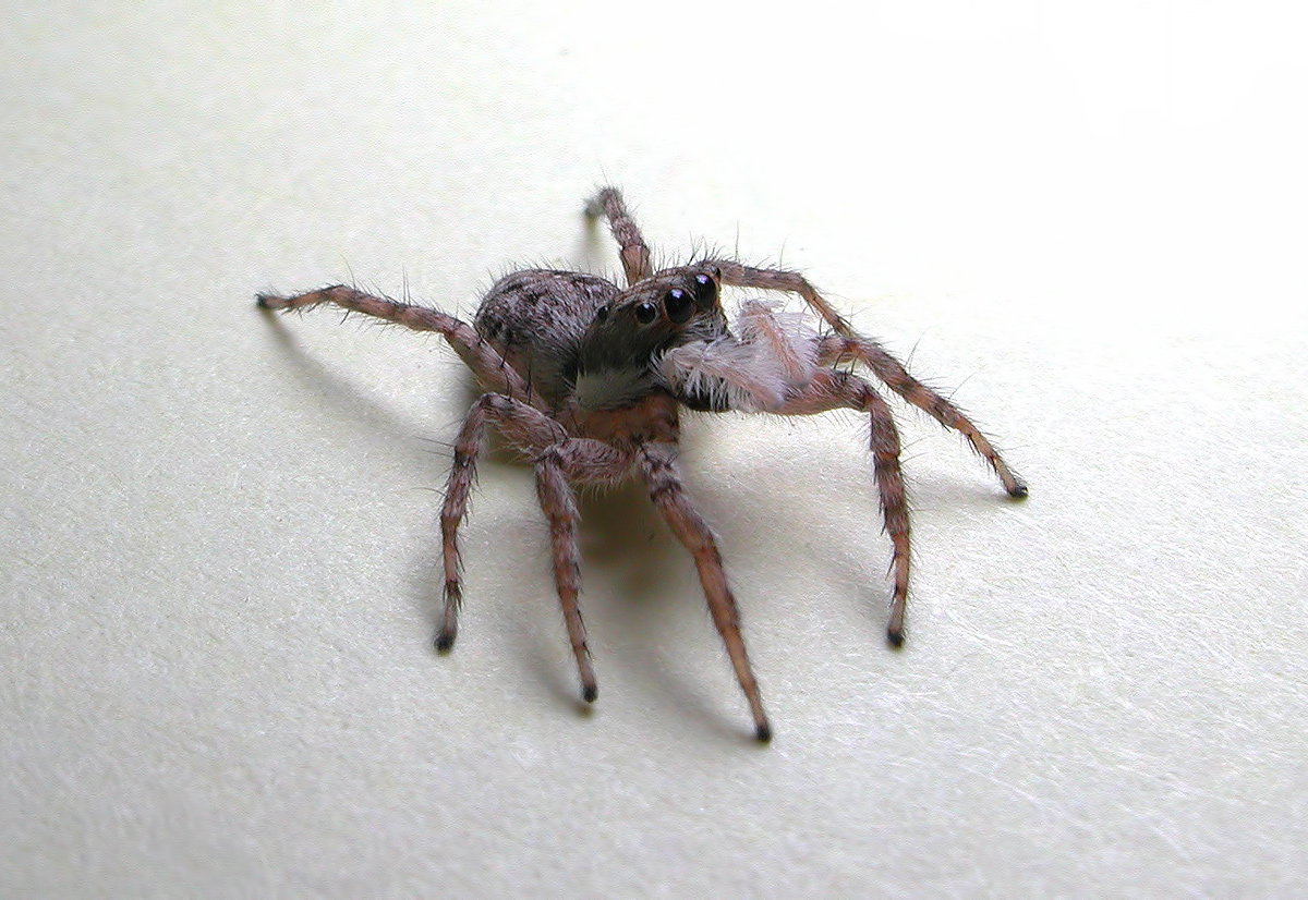 Salticidae 1