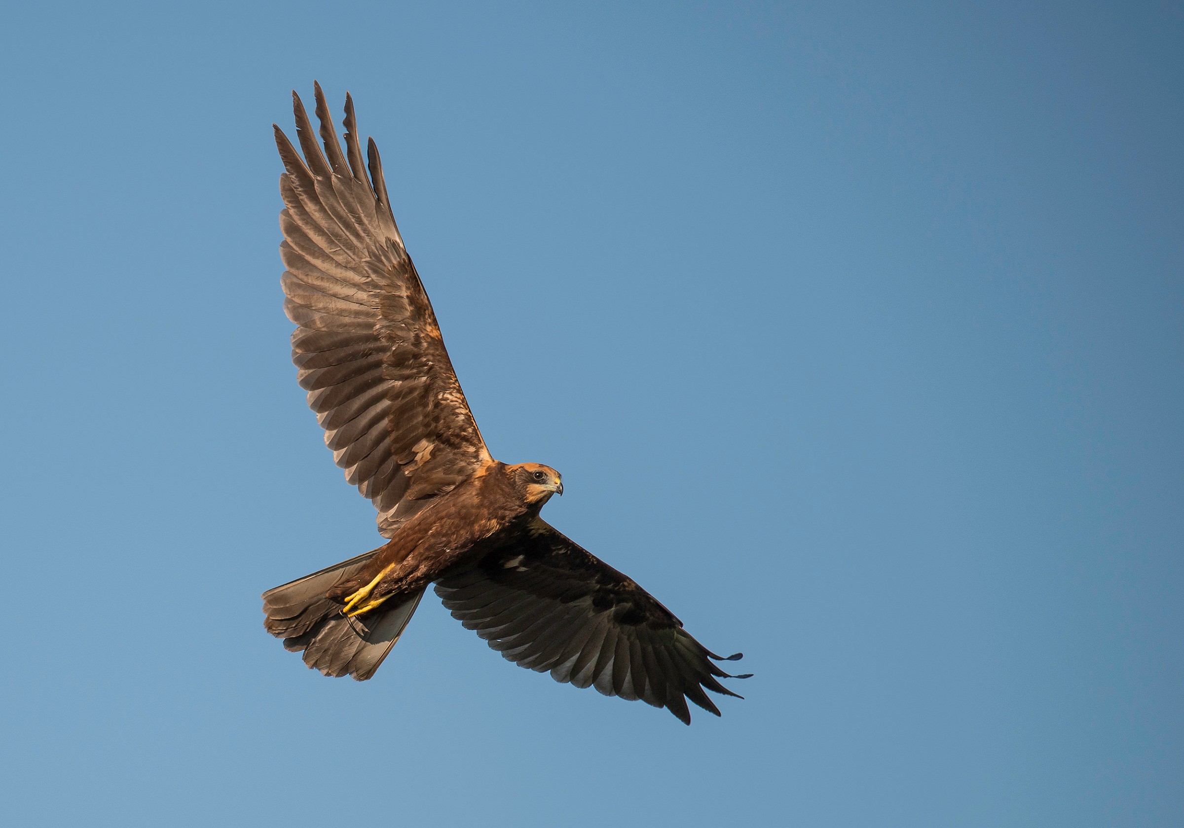 Un volo sulla palude