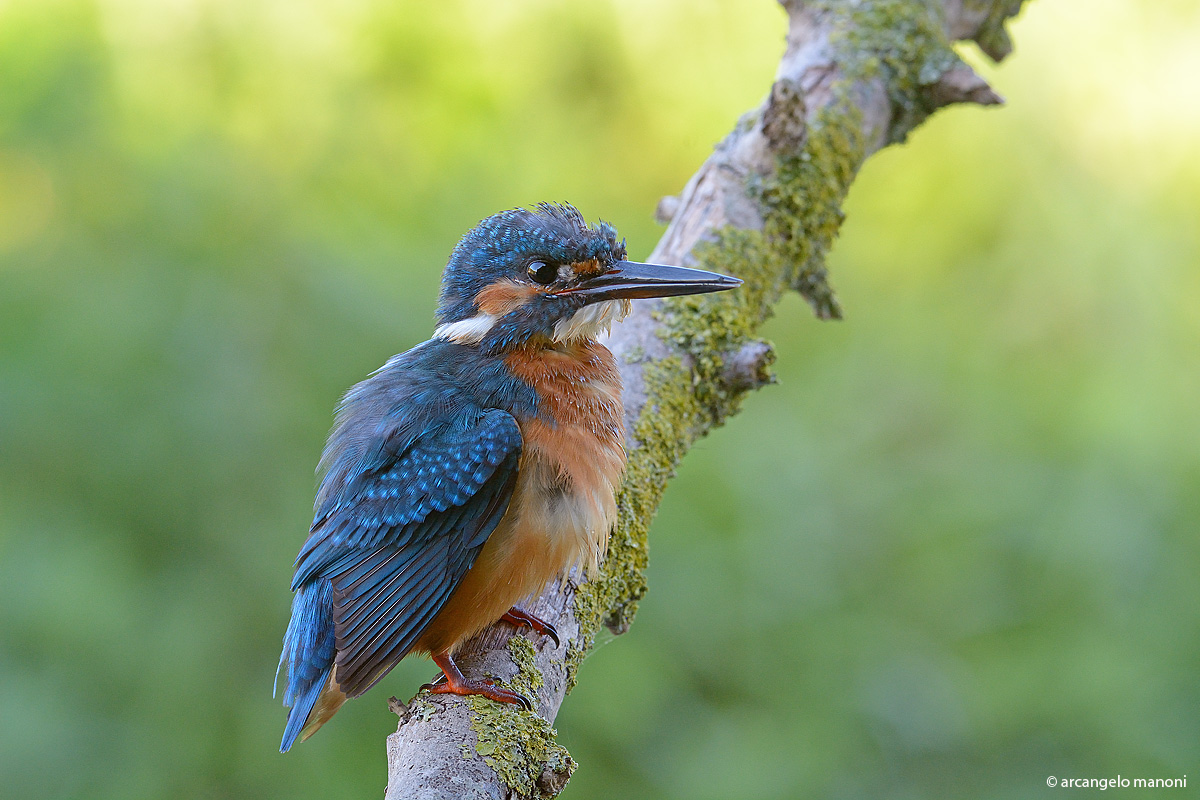 La prossima volta prima di metterti in posa pettinati