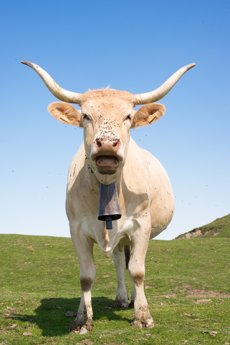 Saluti dal Col d'Aubisque