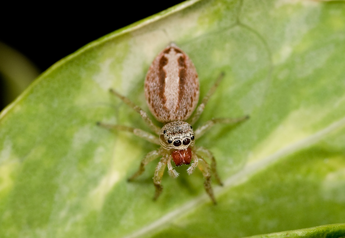 Salticidae 2