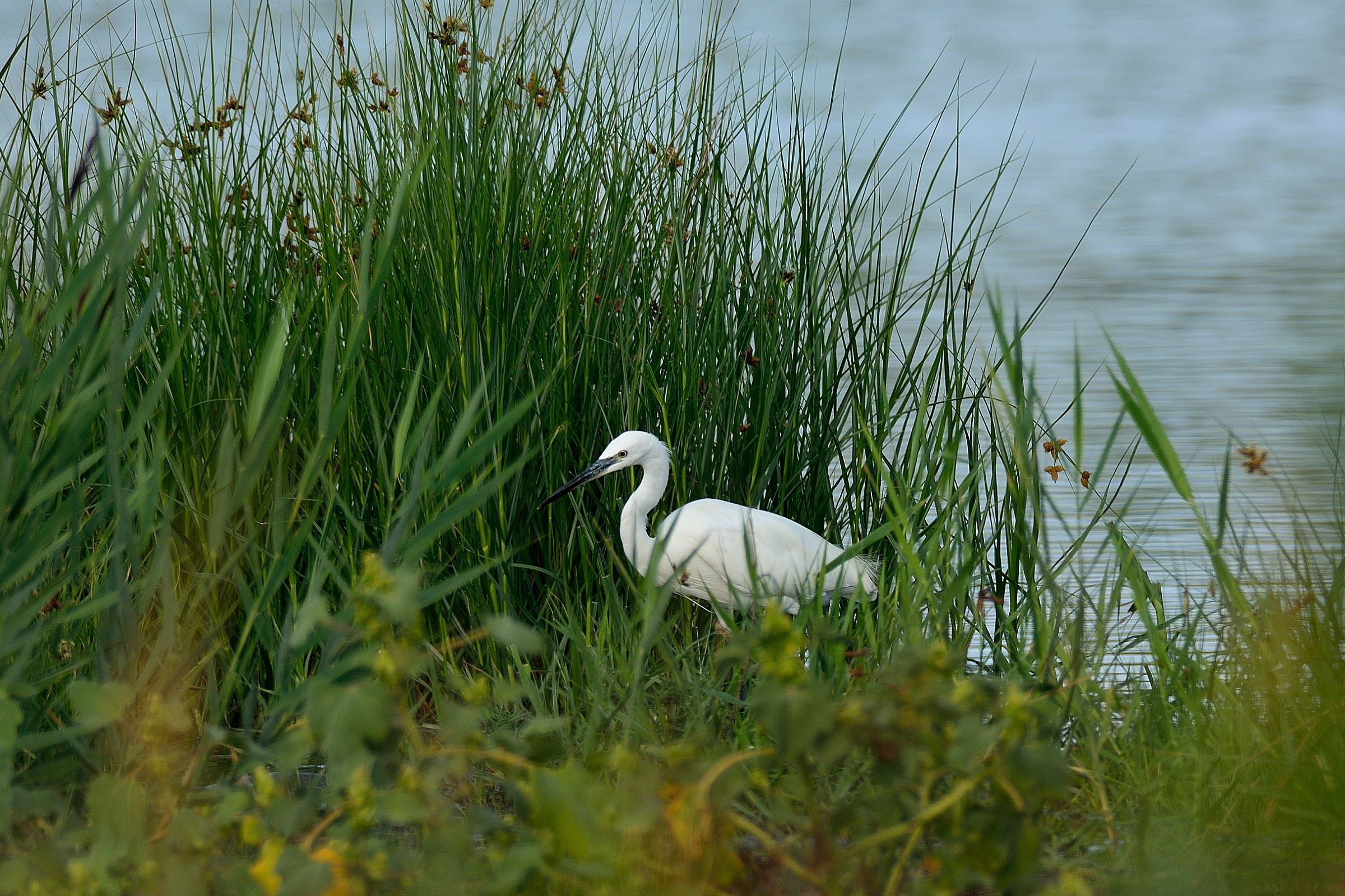 Egret