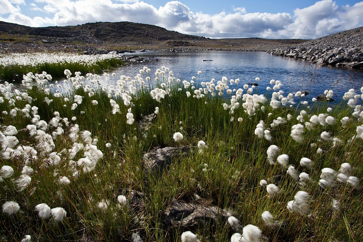 Cotton grass field in Nordkinn