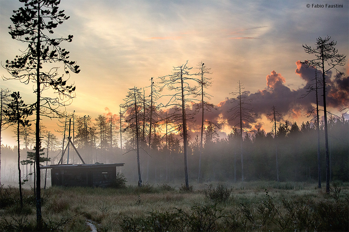 Finlandia - Wild Brown Bear