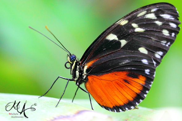Heliconius Hecale