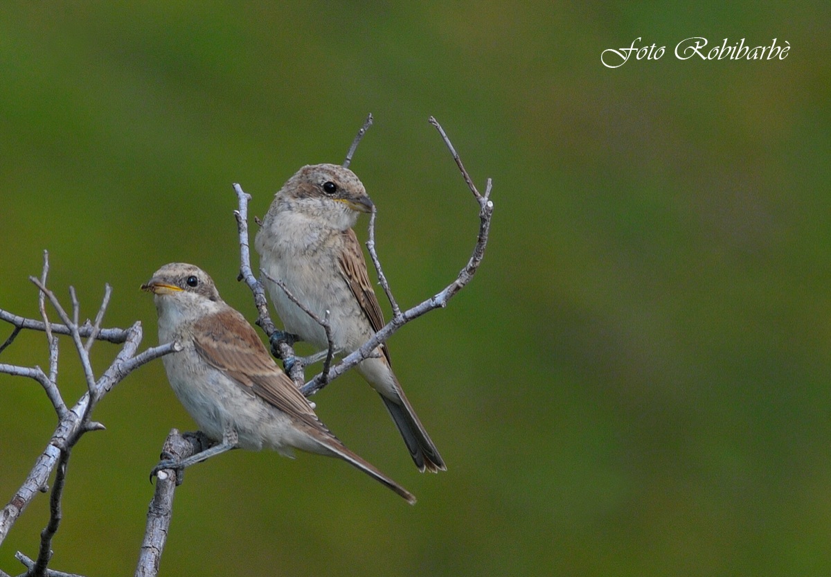 Averle ....La coppia ...