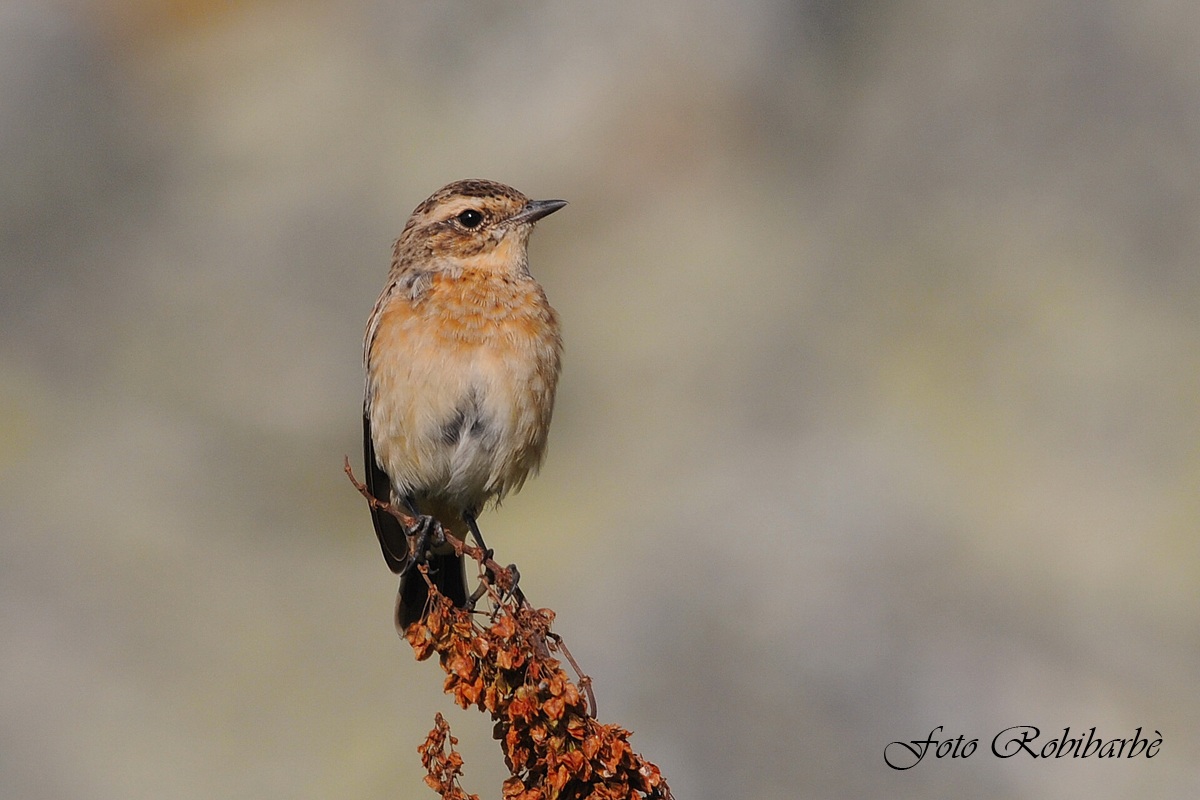 Stiaccino ..... giovane...