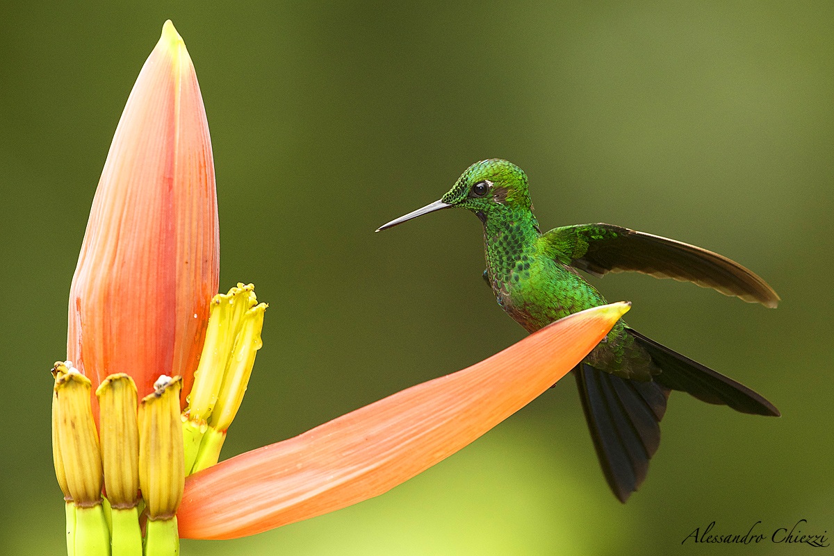 Colibri diamante corona verde