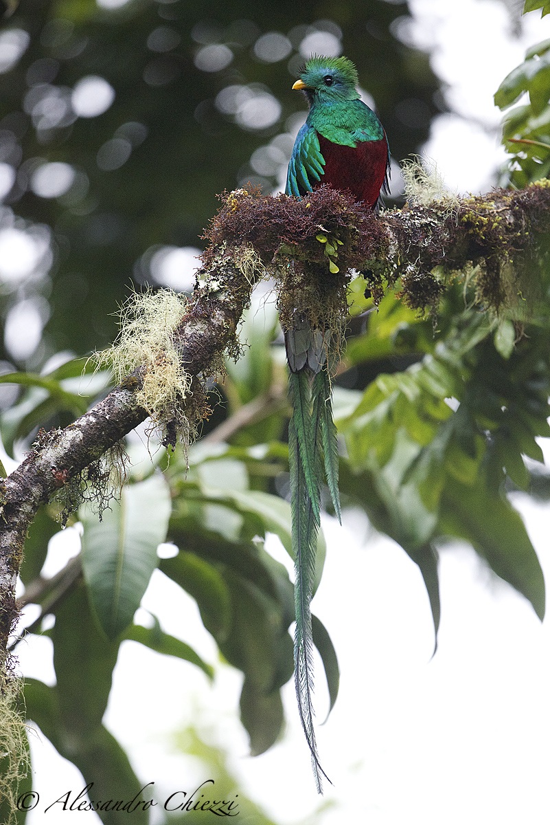 Resplendent quetzal