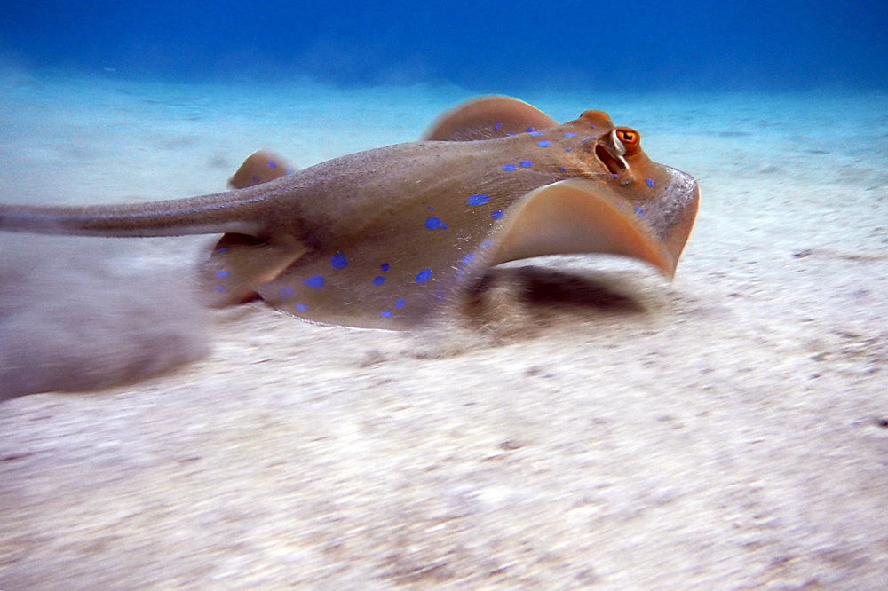 Trigone maculato di fretta!