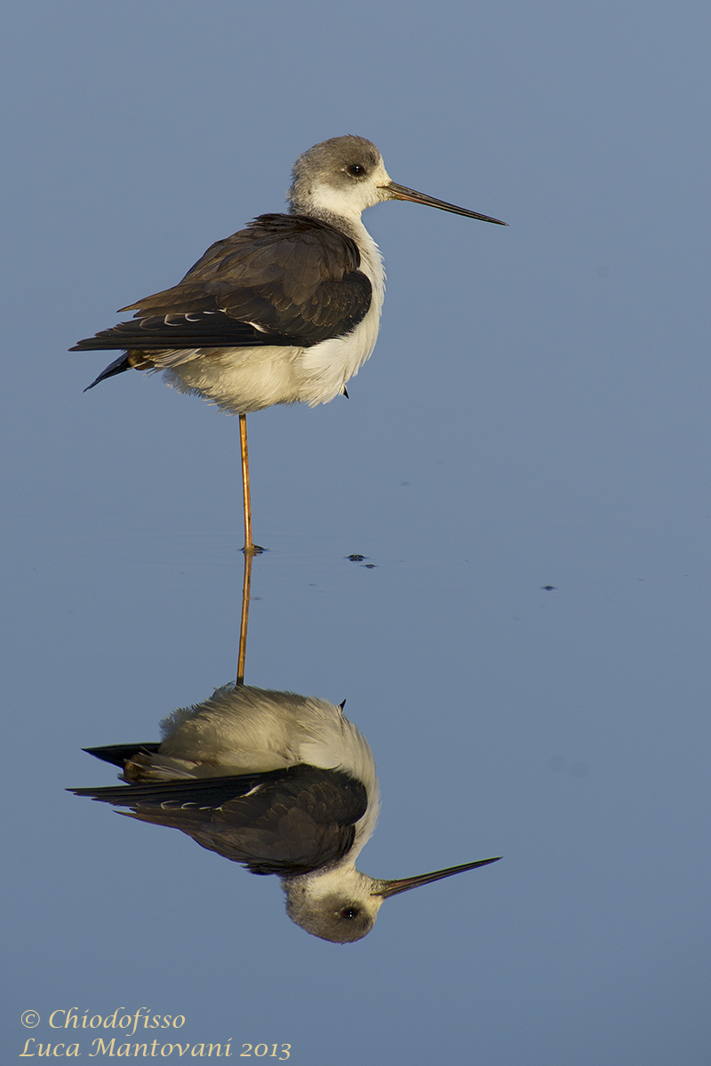 Cavaliere ...in equilibrio