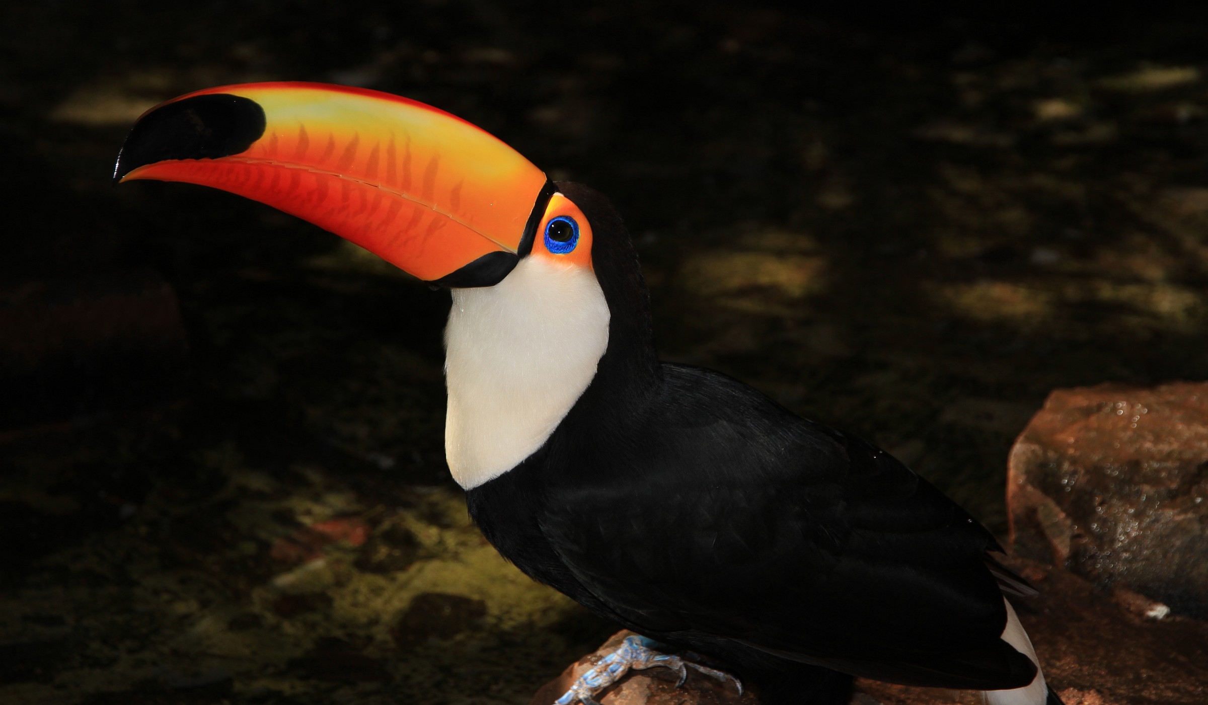 Brazil, Iguazu, Toucan