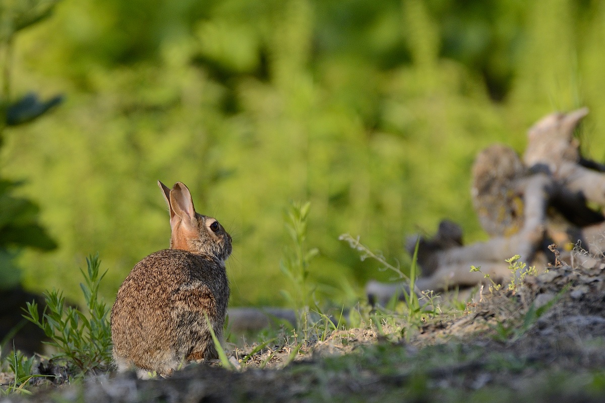 Mini hare