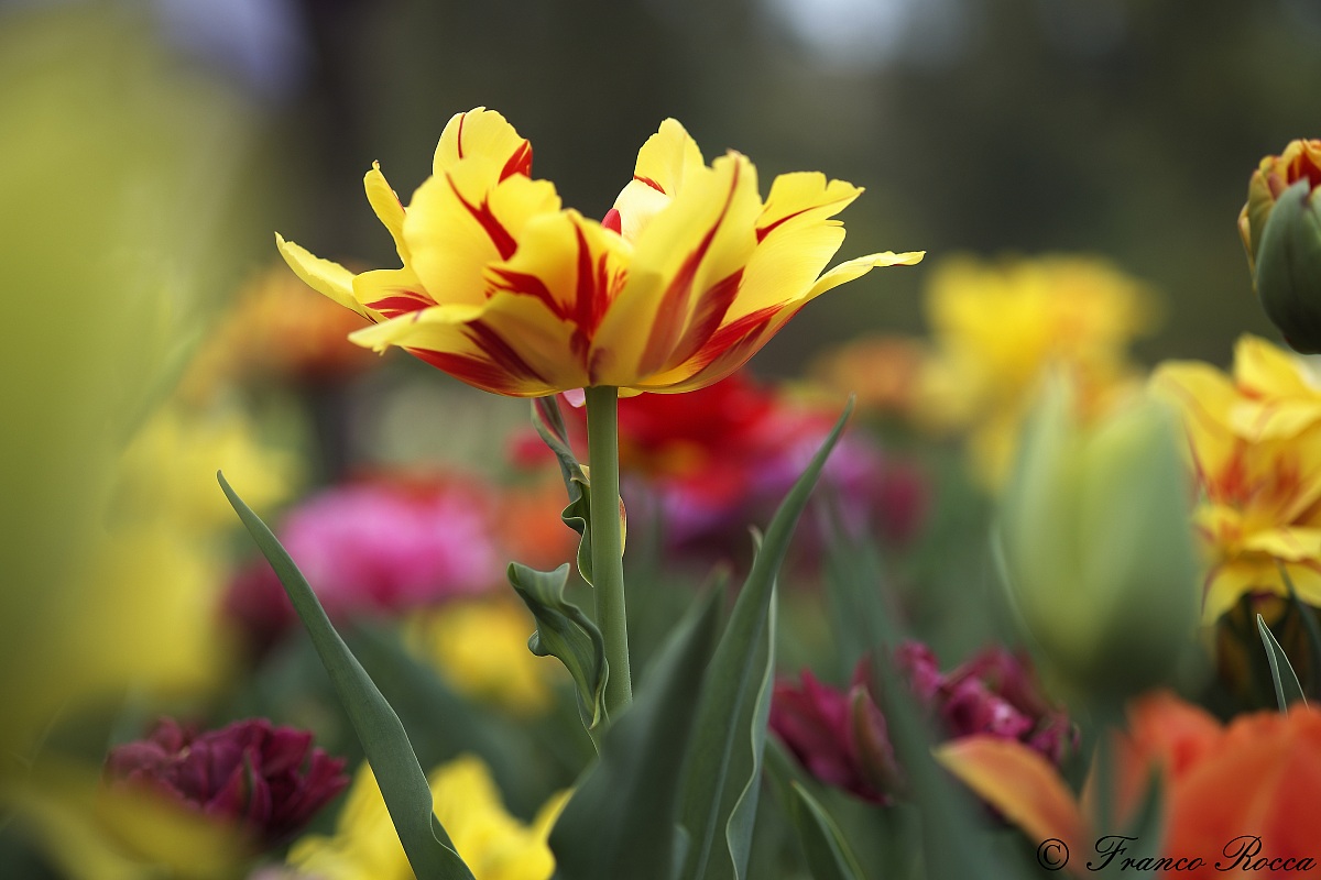gardens of Villa Taranto - Verbania