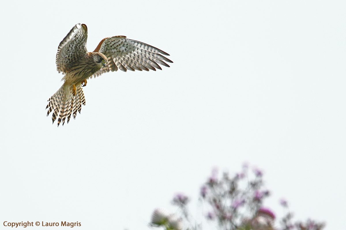 Kestrel female "Holy Spirit"