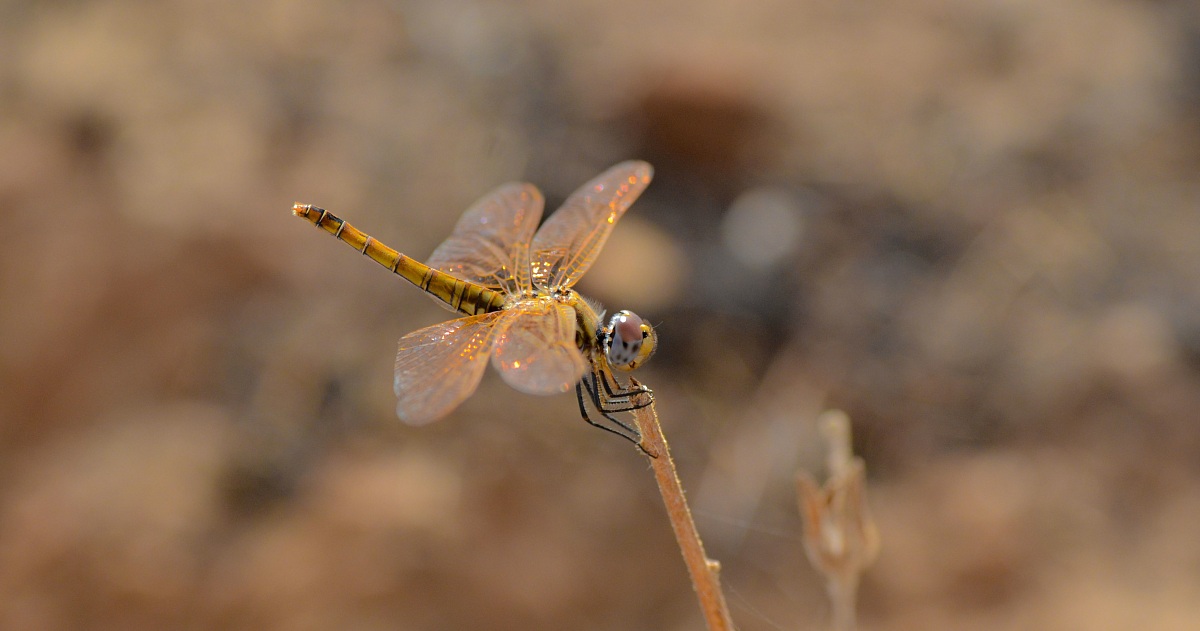 Sympetrum fonscolombii