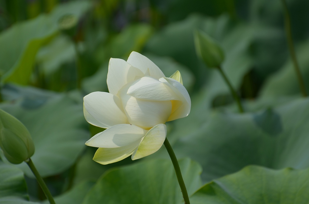 Lotus flower