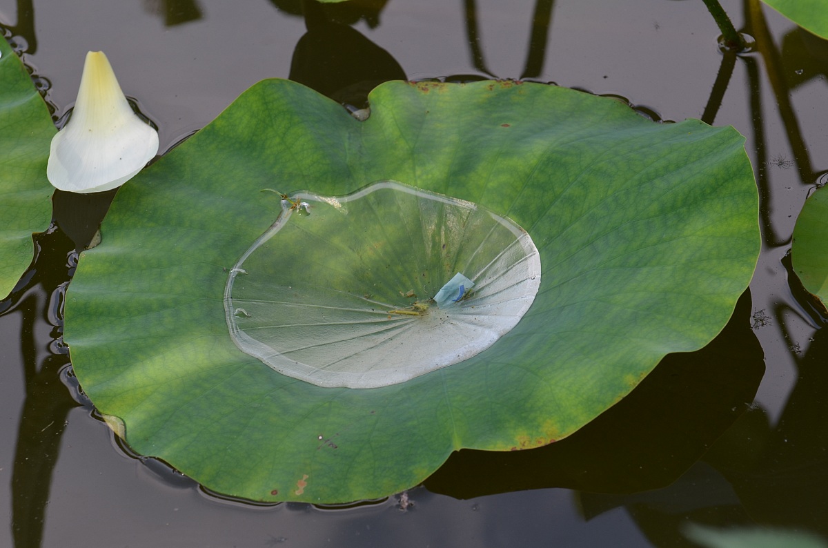Leaf of the lotus flower