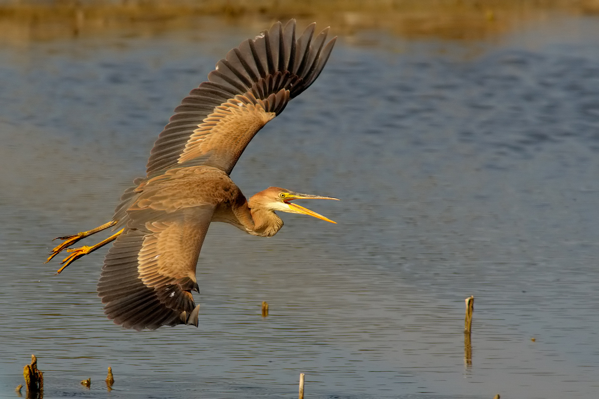 Rosso urlante (Ardea purpurea)