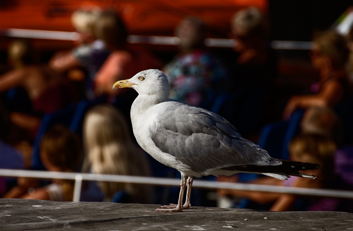 Nyhavn, Copenhagen.