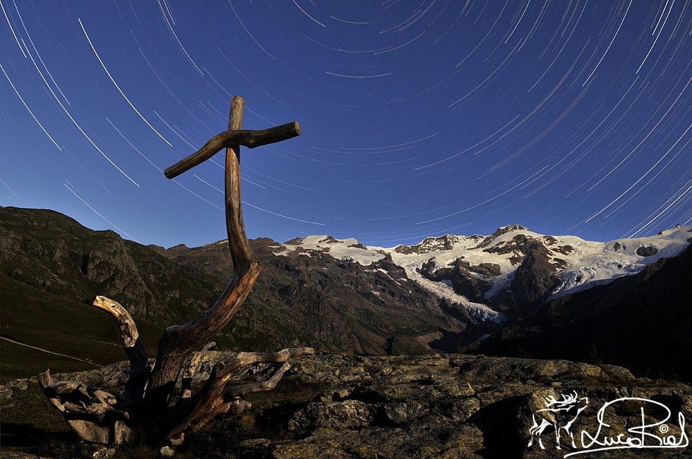 The Rose under the stars in the company of the moon!