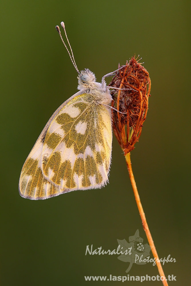 This morning at dawn ....