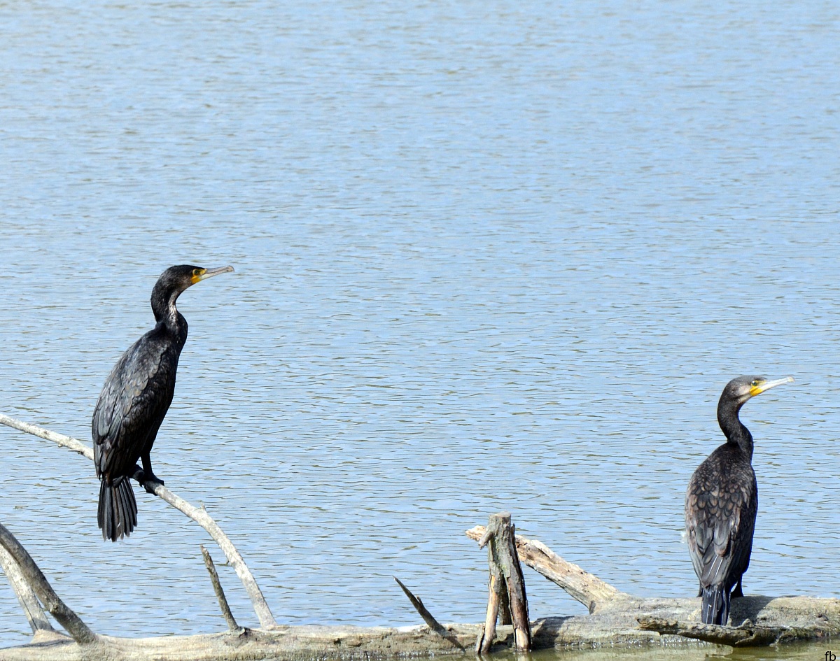 i cormorani