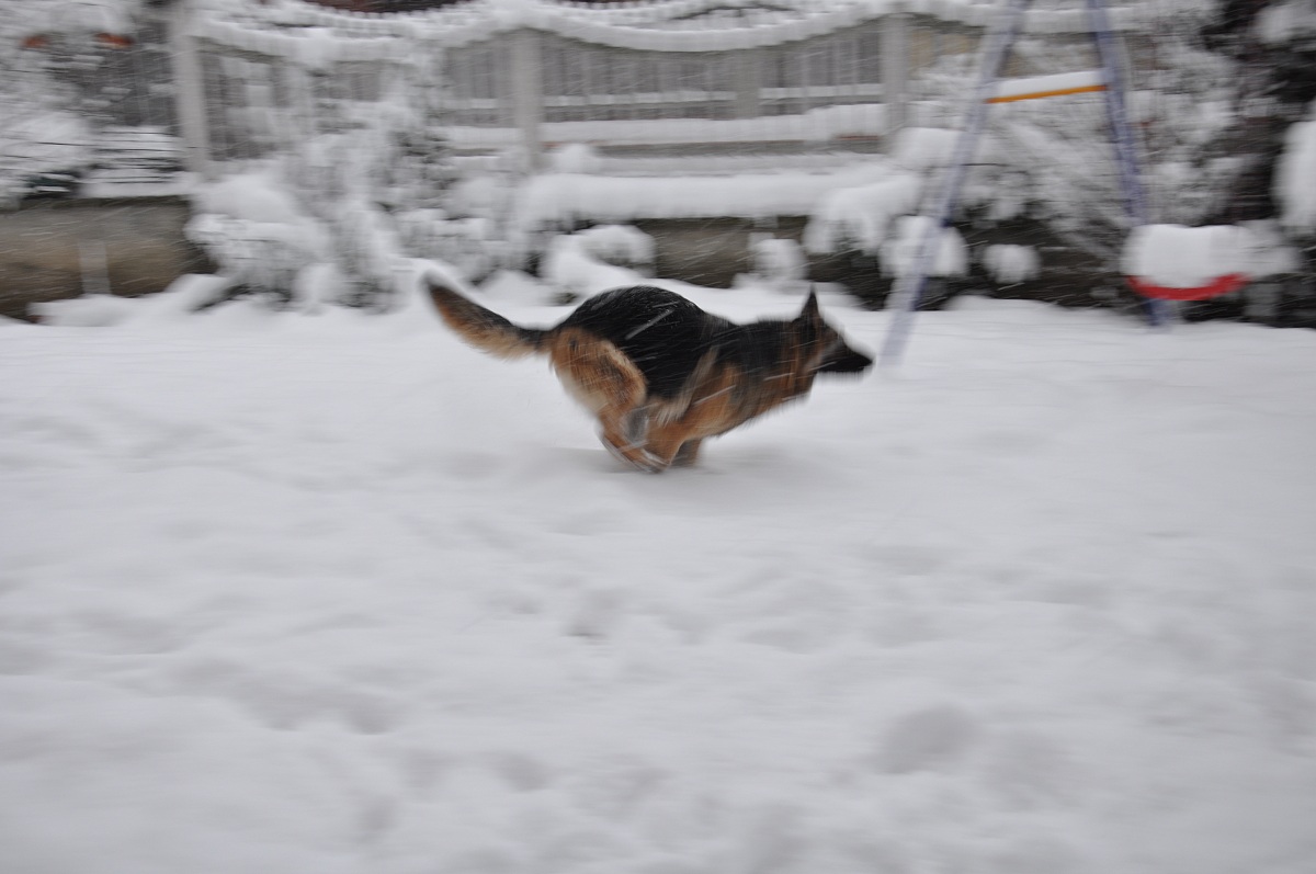 wolf dog running in the snow