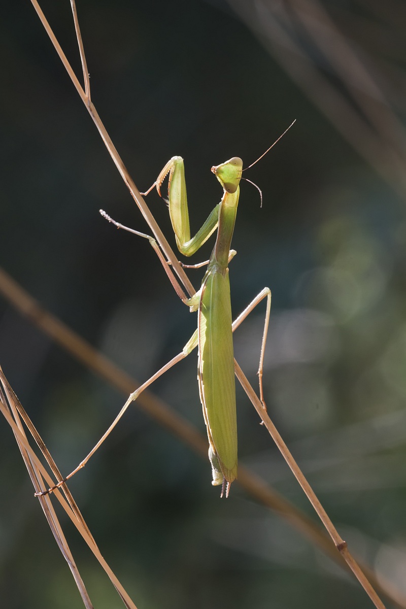 predatore equilibrista