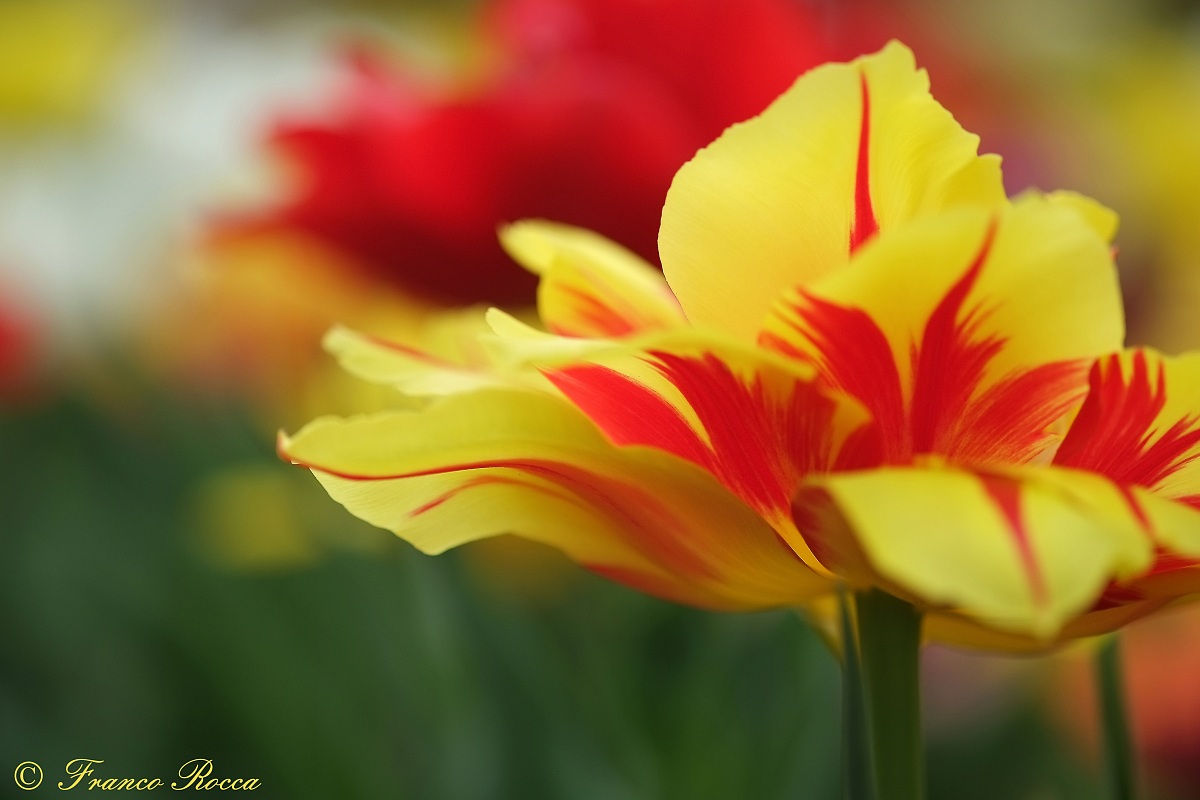 gardens of Villa Taranto - Verbania