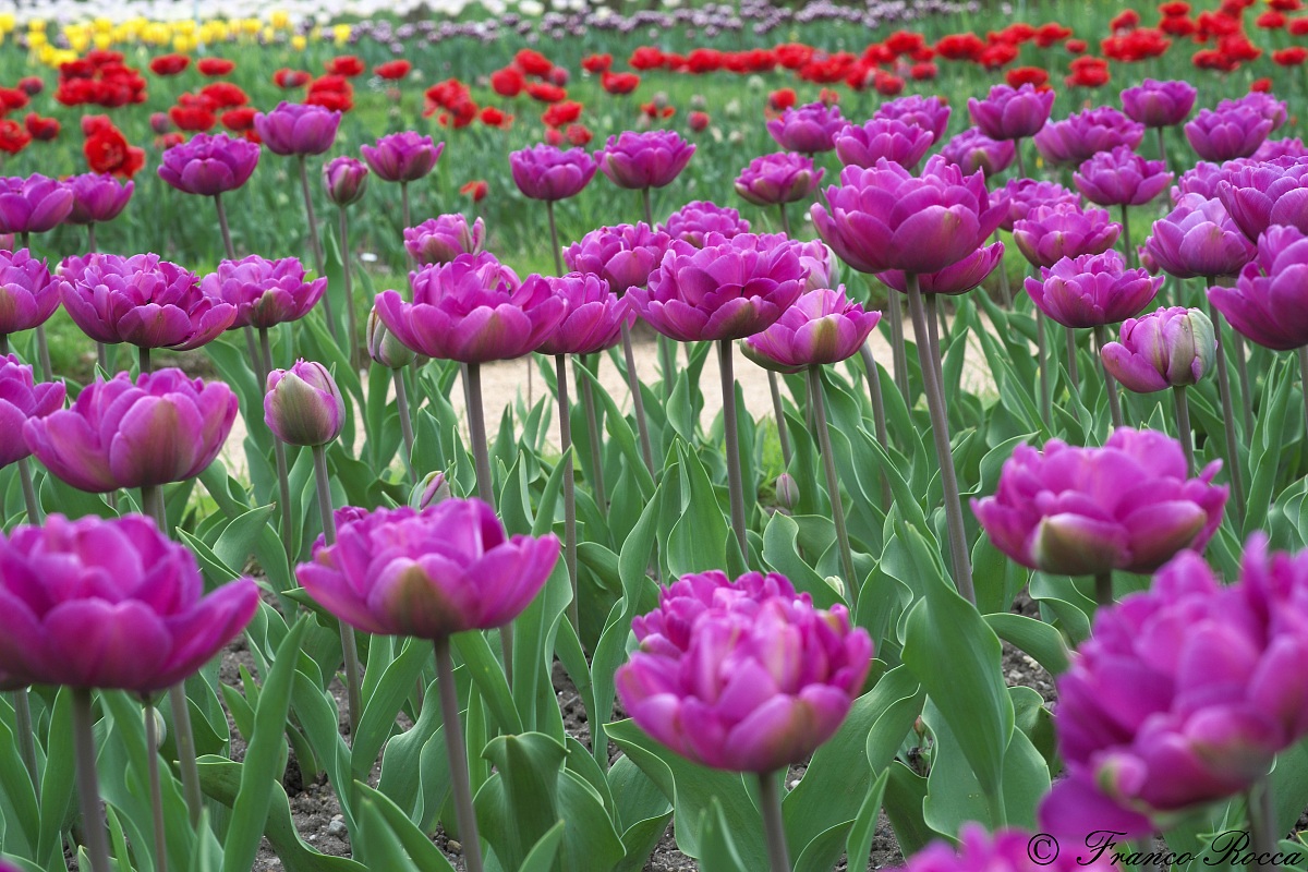 gardens of Villa Taranto - Verbania